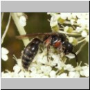 Tiphia femorata - Rollwespe w02 9mm.jpg